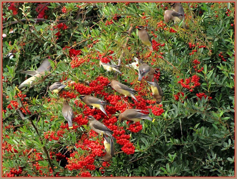 cedar waxwings 4.jpg