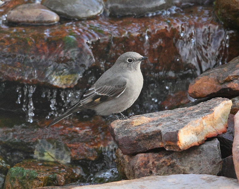Townsend's Solitaire (6443)