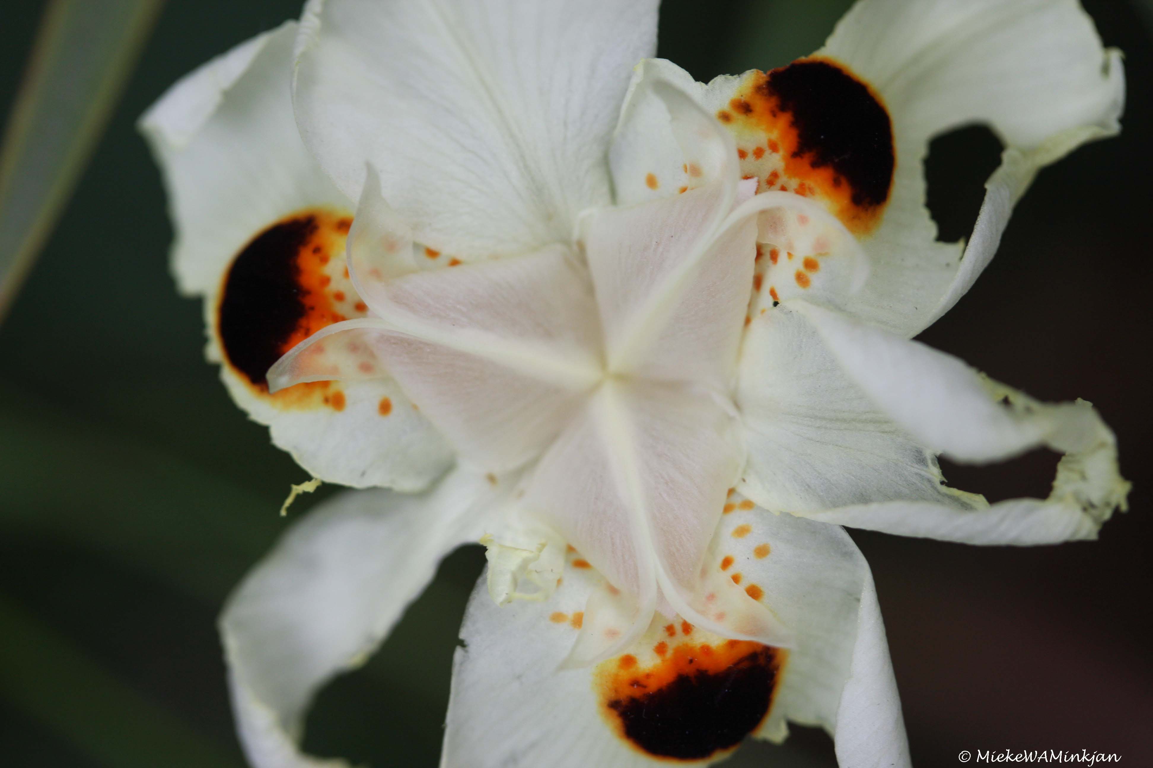 Dietes bicolour