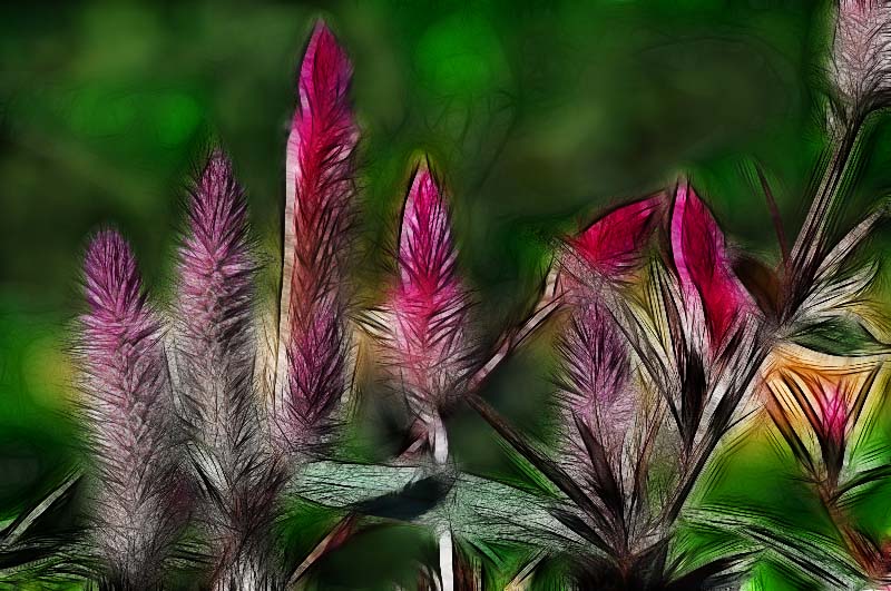 Oct 29 Blazing Star Fractalius