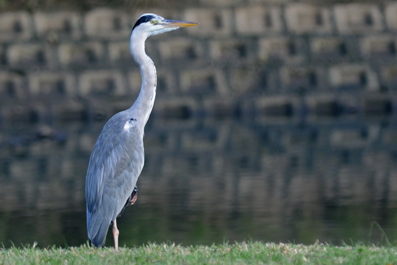 Dec 1 Grey Heron
