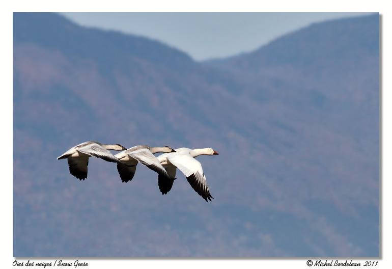 Oies des neiges <br> Snow Geese