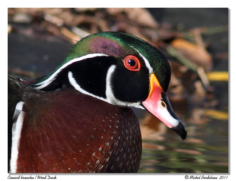 Canard branchu