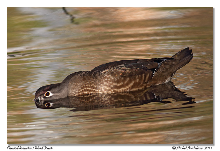 Canard branchu <br/> Wood Duck