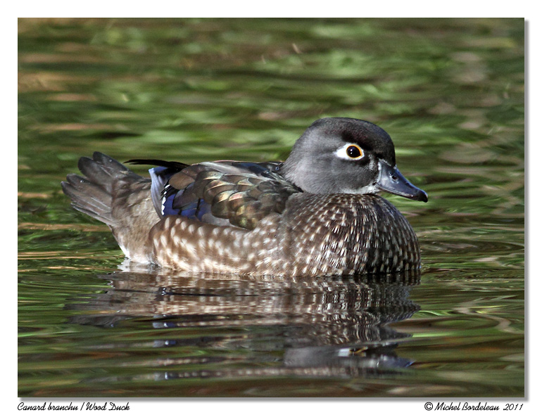 Canard branchu <br/> Wood Duck