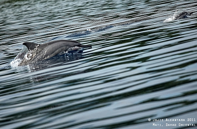 Chasing Dolphins (Mati)