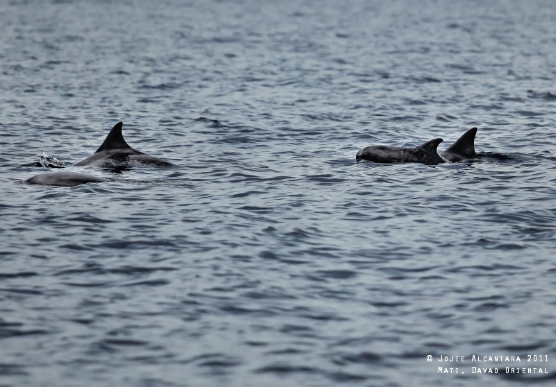 Chasing Dolphins (Mati)