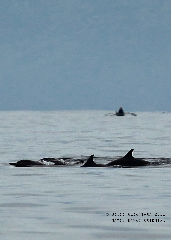 Chasing Dolphins (Mati)