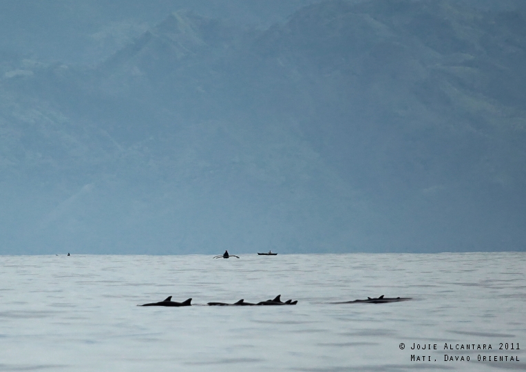Chasing Dolphins (Mati)