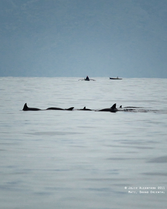 Chasing Dolphins (Mati)