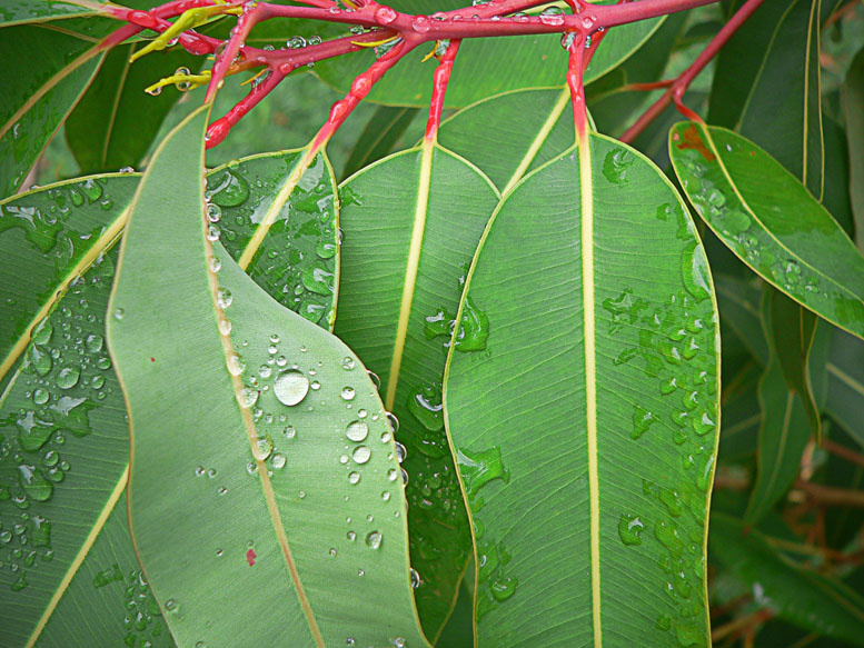 Gum Leaves 1