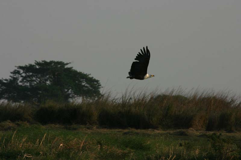 African Fish Eagle
