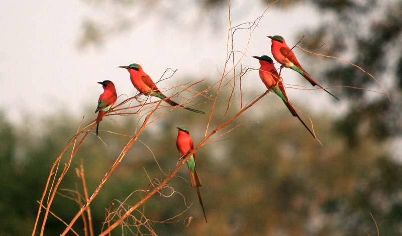 Carmine Bee-Eaters