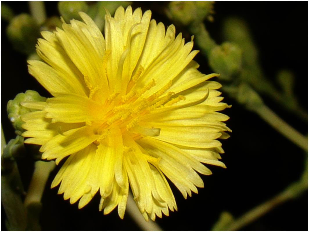 fleur de salade
