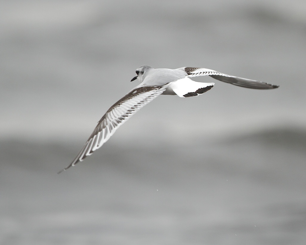 Little Gull/Dvrgms