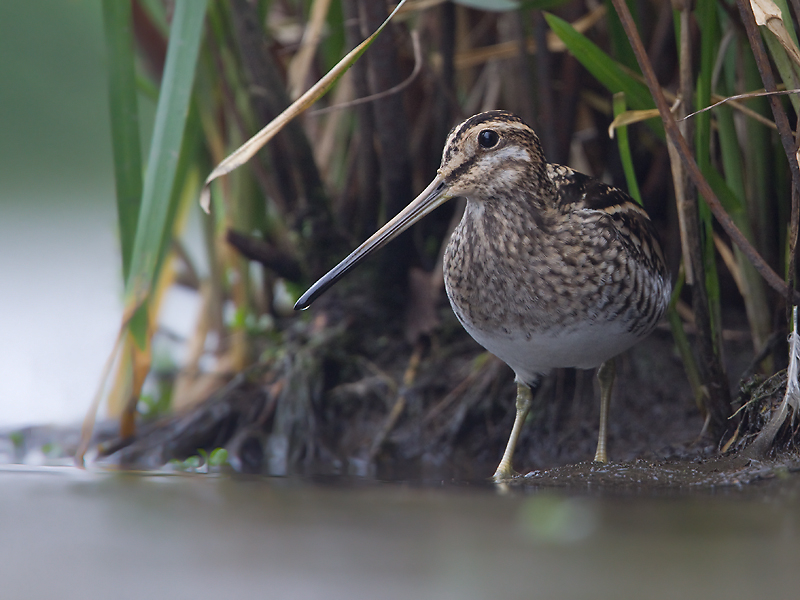 Watersnip: Snipe