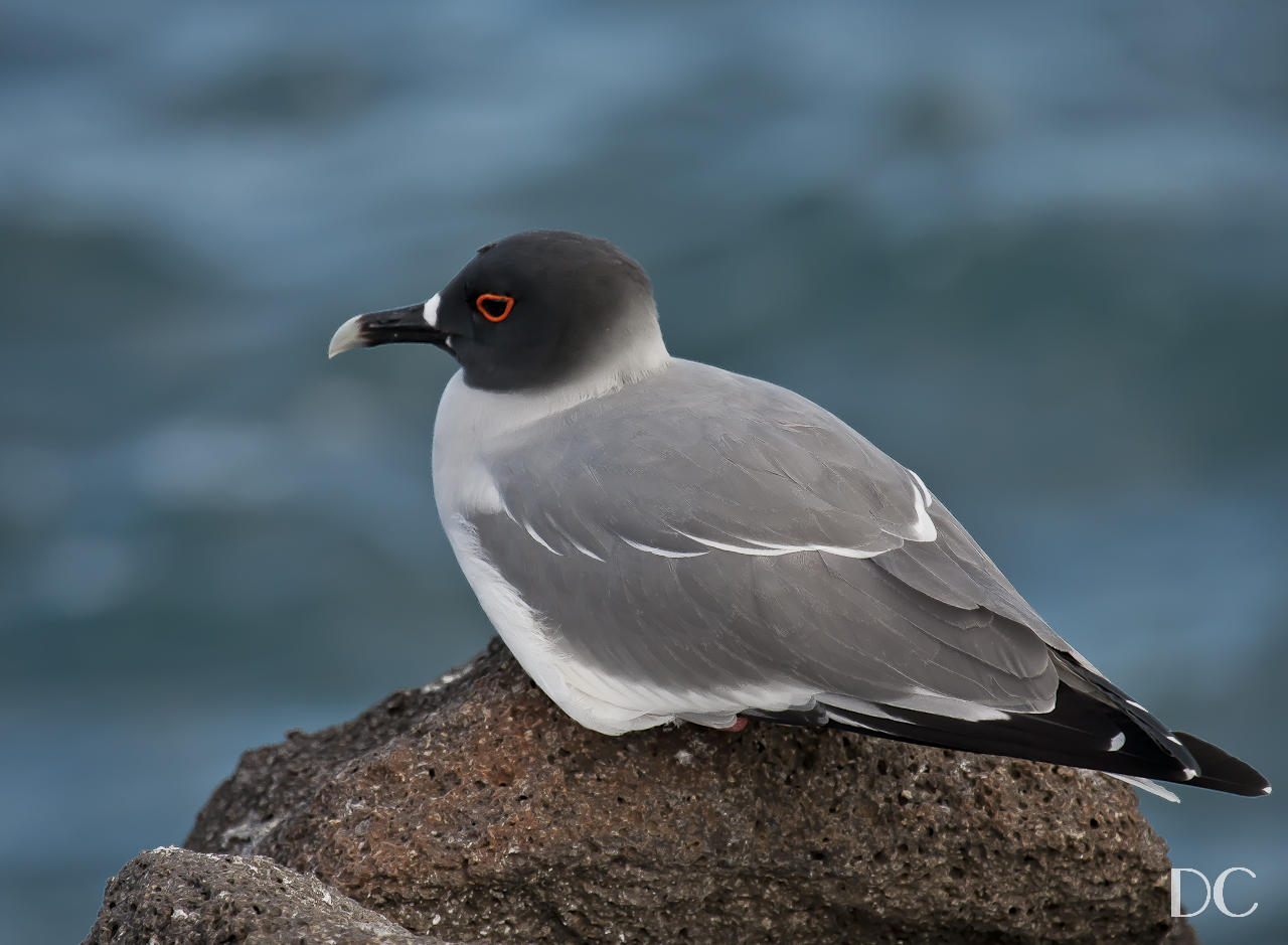 swallow-tailed gull