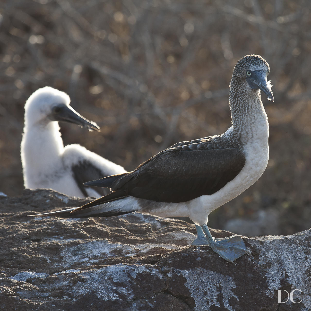 blue-footed boobies