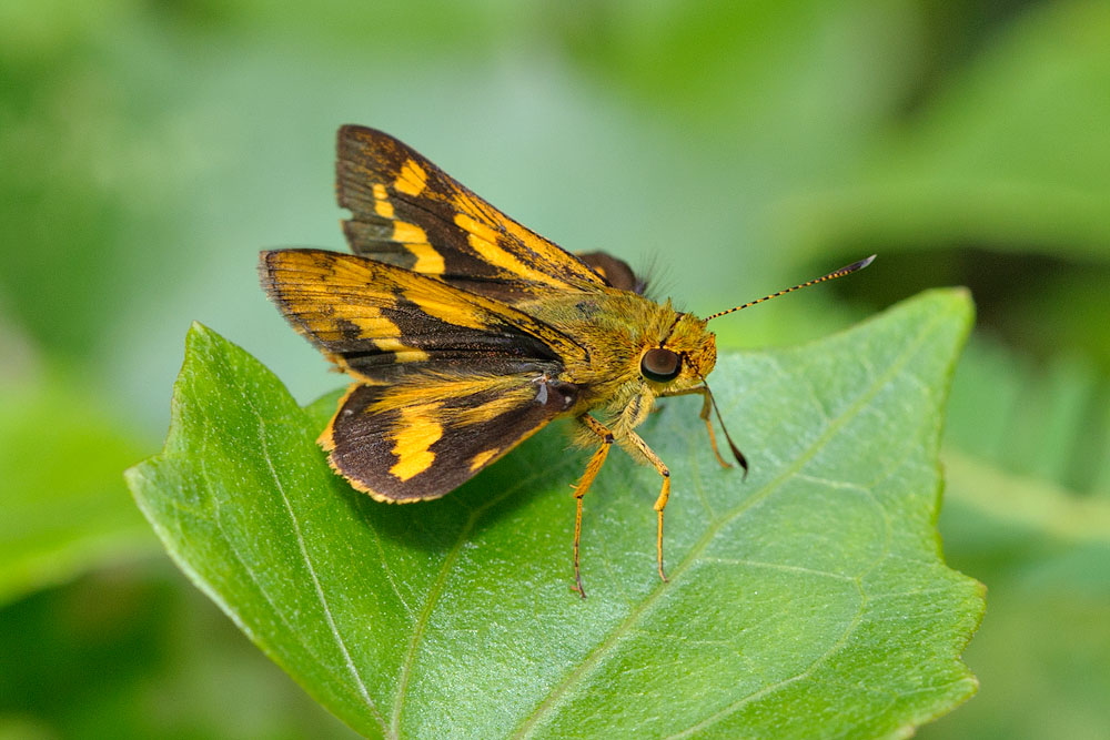 Potanthus ganda