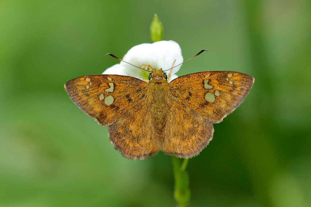 Pseudocoladenia dan dhyana (Fulvous Pied Flat)