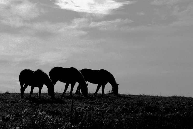 3horsesR_3157.jpg