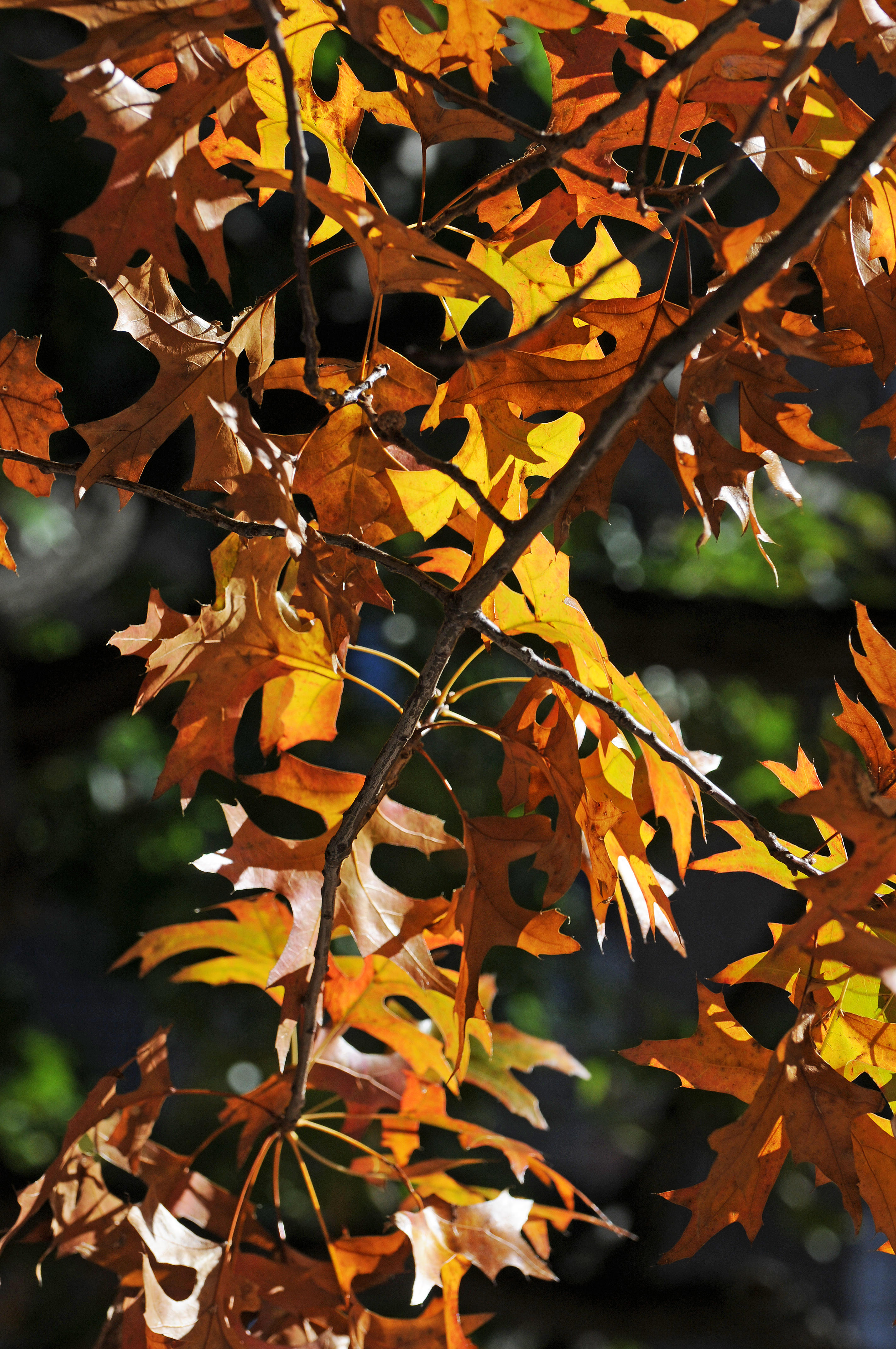 DSC_6409.JPG