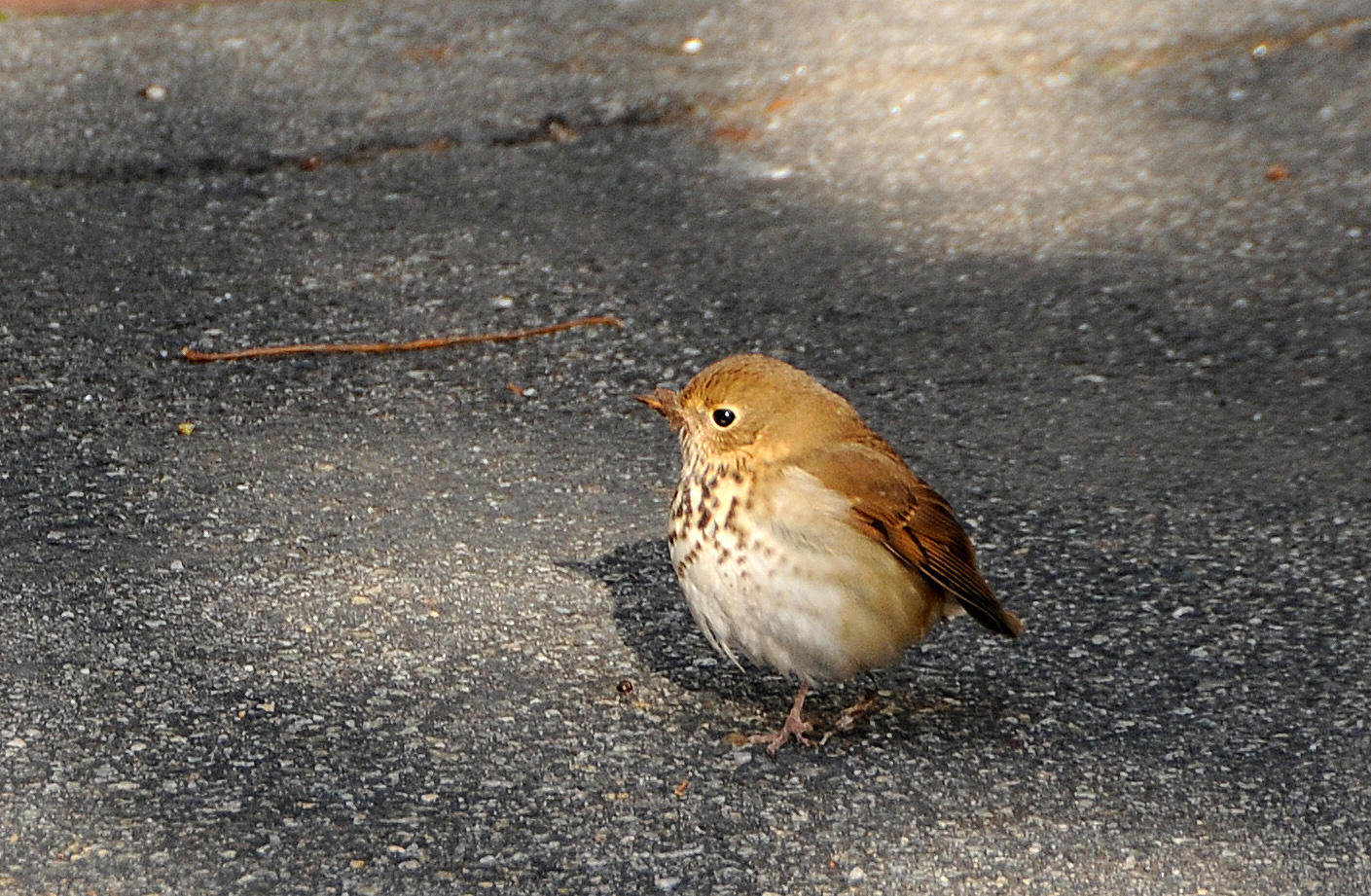 Hermit Thrush or Catharus guttatus