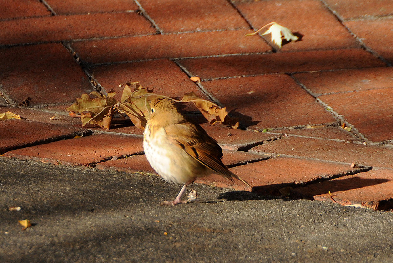 Hermit Thrush or Catharus guttatus