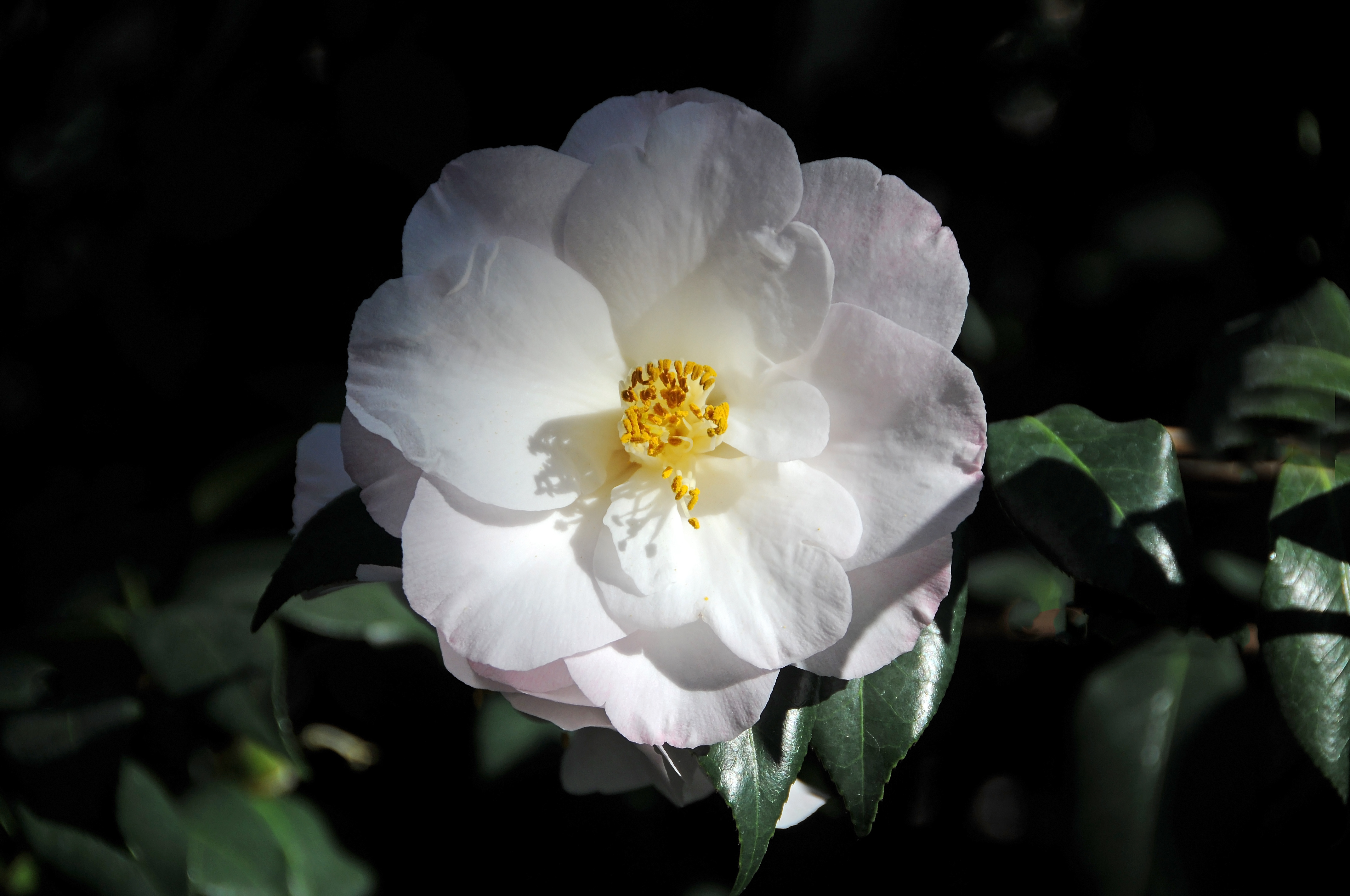 White Camellia