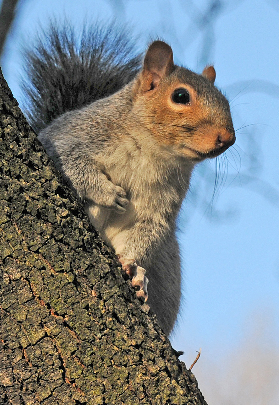 Resident Squirrel in a Dogwood Tree