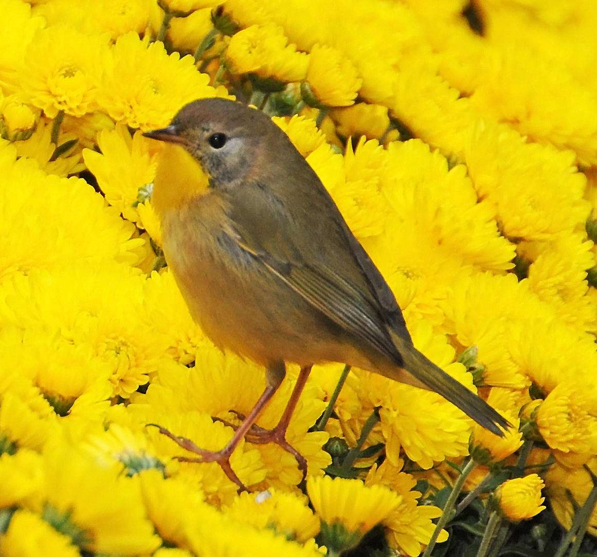 Common Yellow Throat Warbler on a Chrysanthemum Bouquet