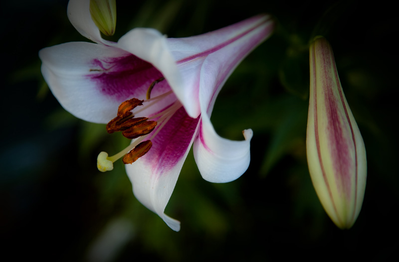 Lilium
