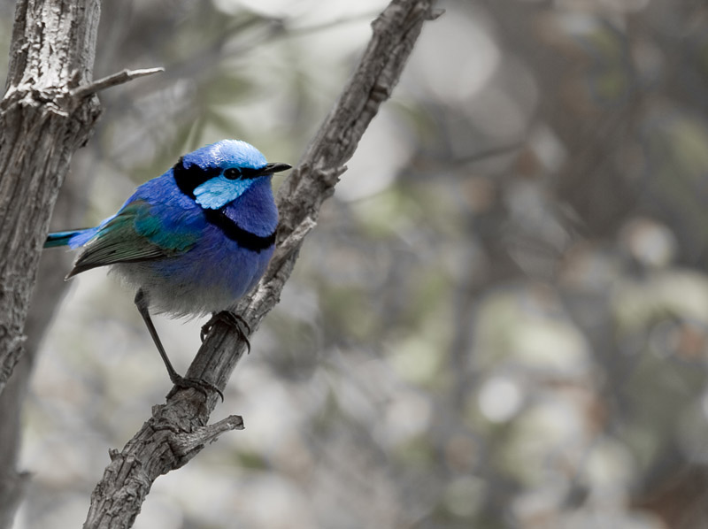 Juvenile Splendid Fairy-Wren