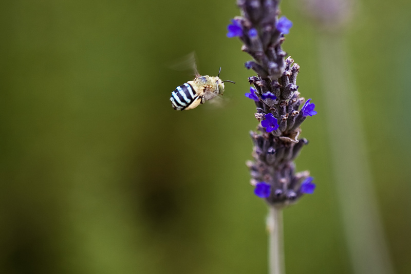Blue Banded Bee