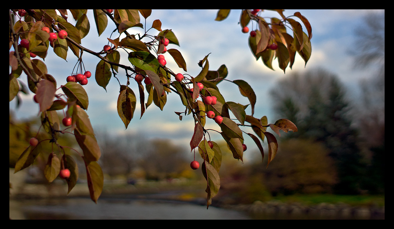 fall leaves