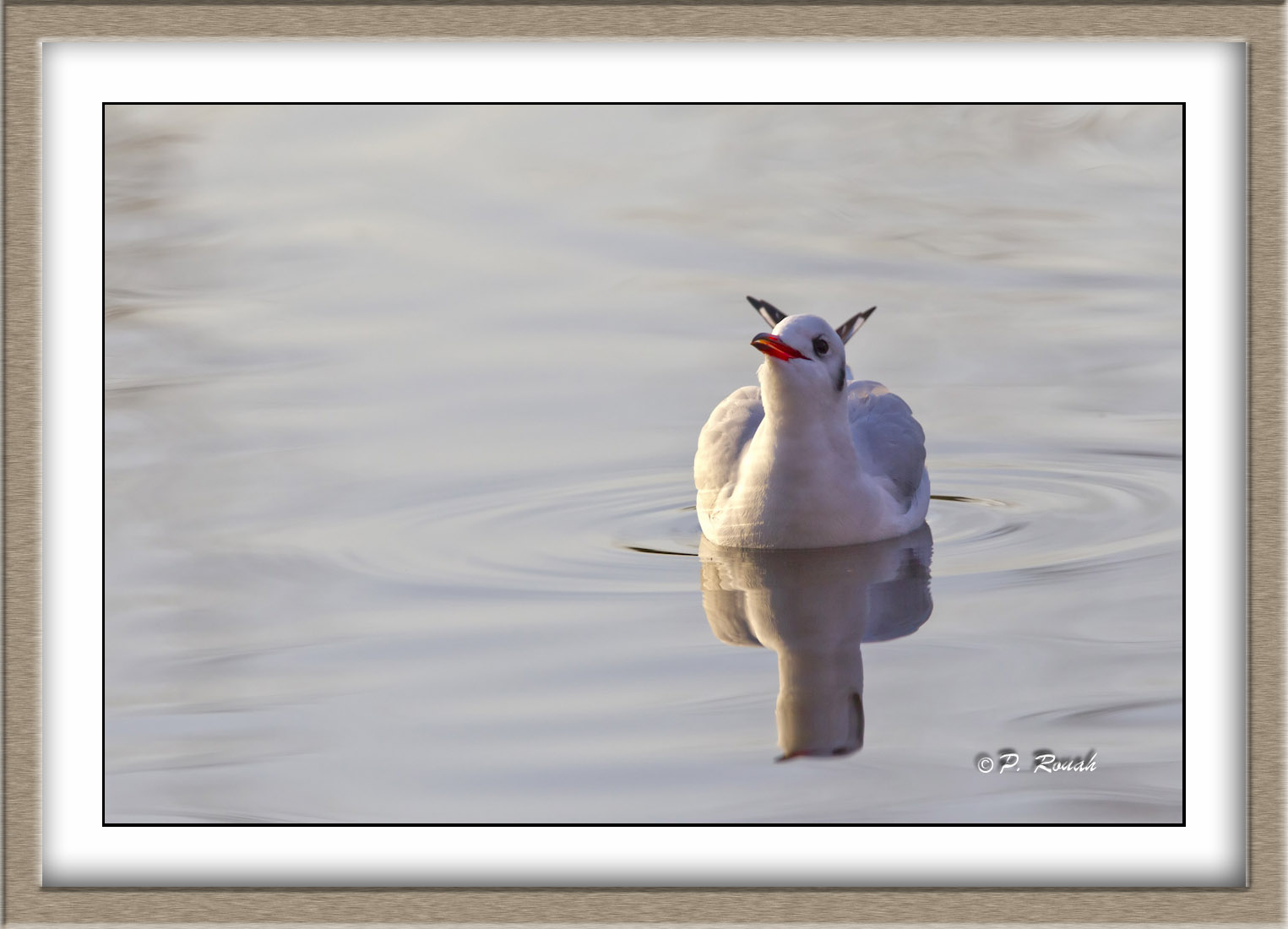 Mouette rieuse - 4707