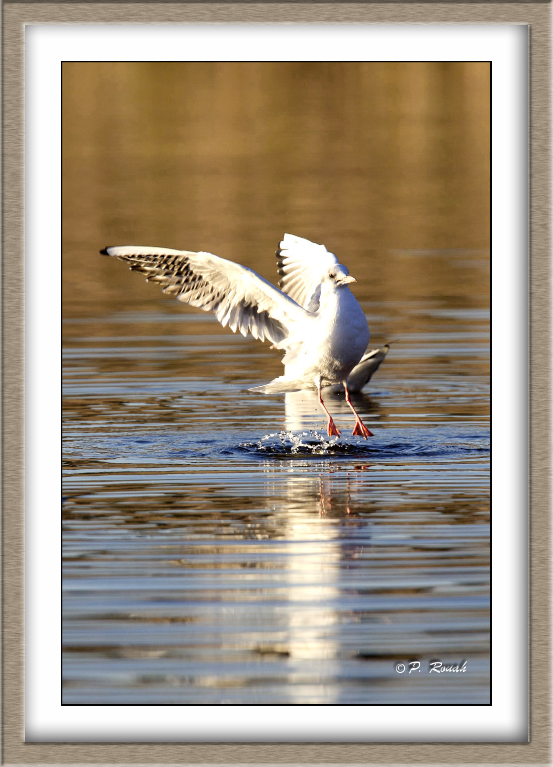 Mouette rieuse - 4716