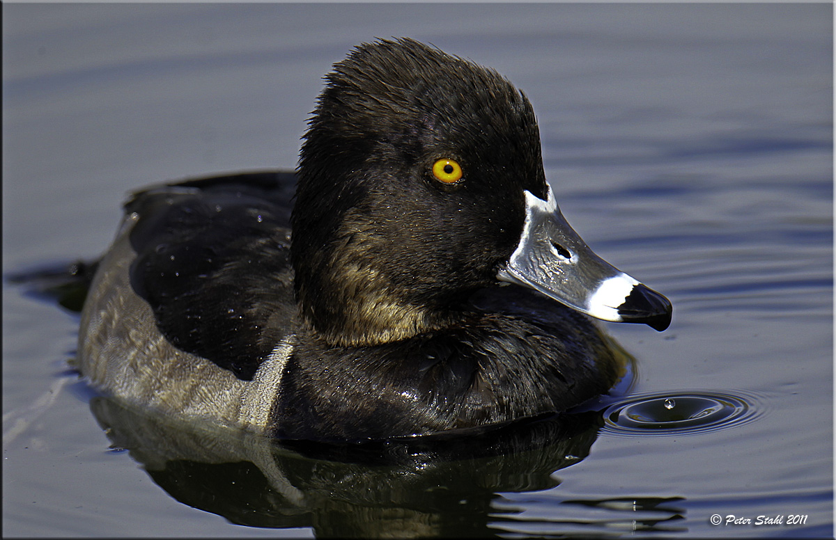 Ring-necked Duck.jpg