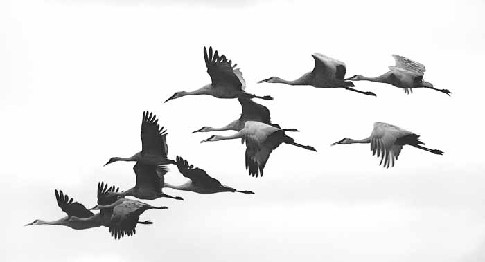 Flock of Sandhill Cranes