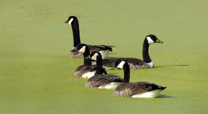 Geese on Green Lake