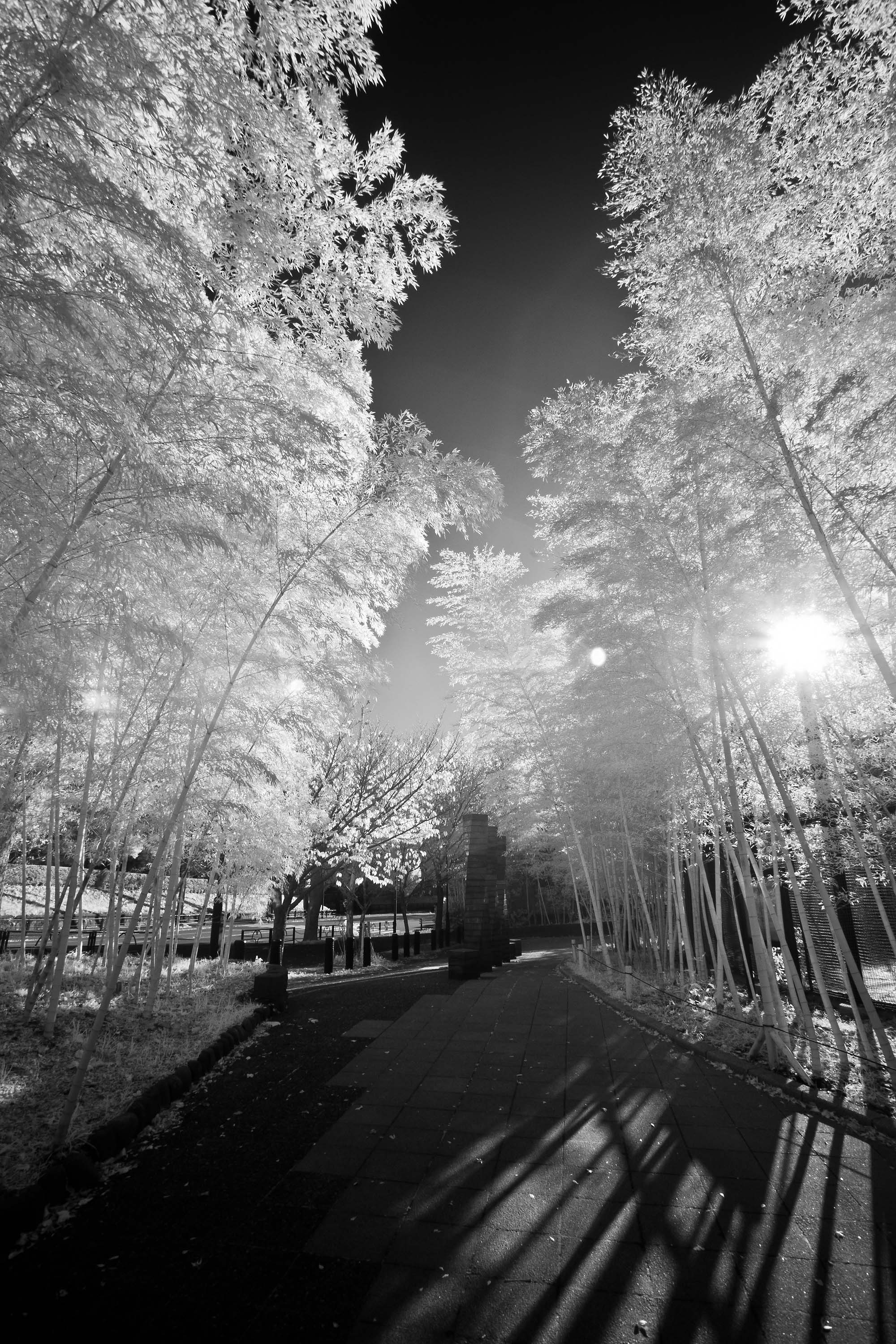 IR5D-7687web.jpg