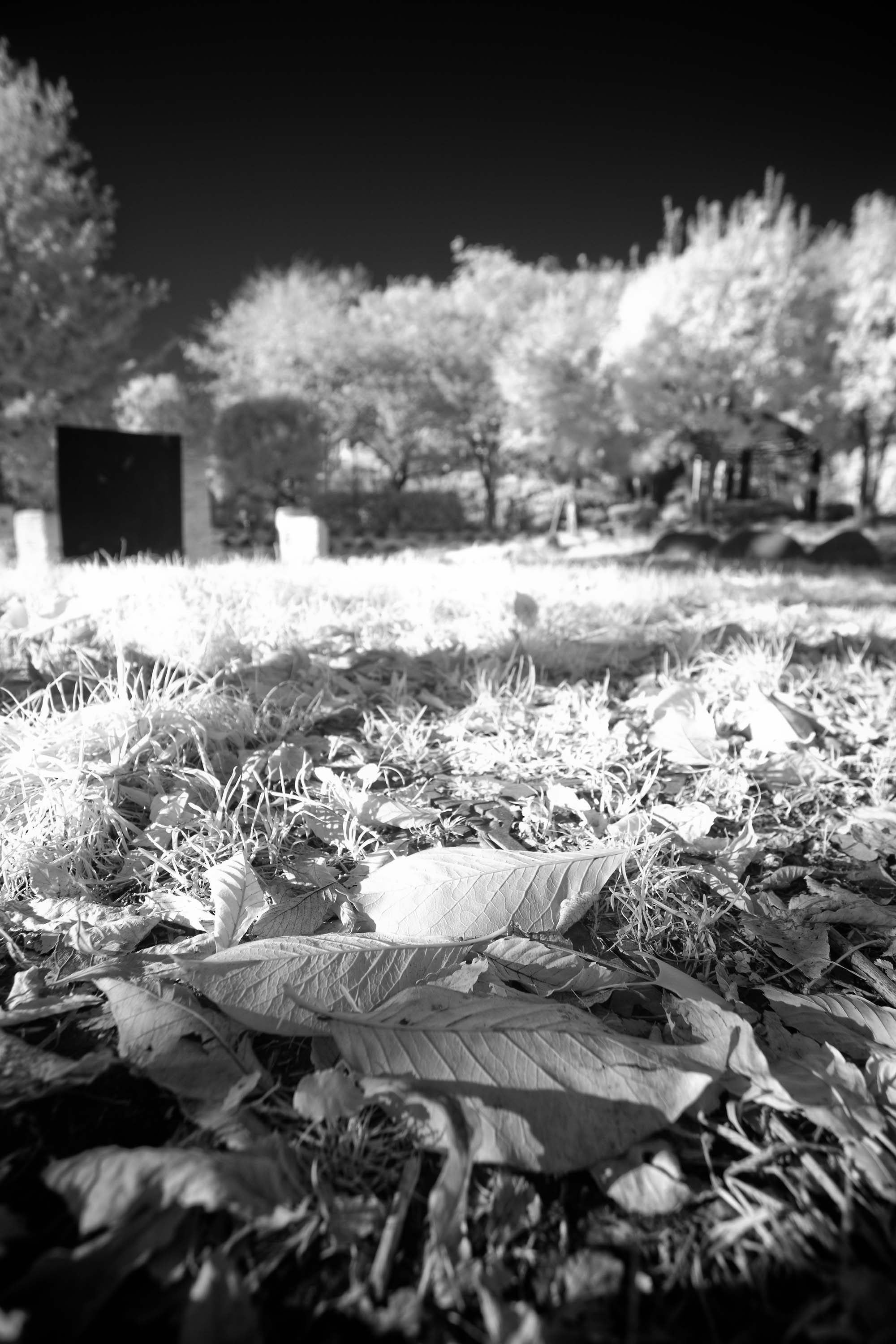 IR5D-7688web.jpg