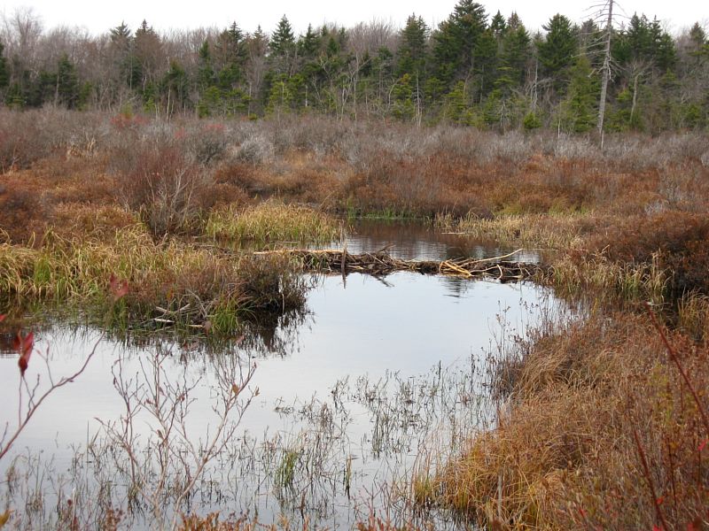 Beaver Dam