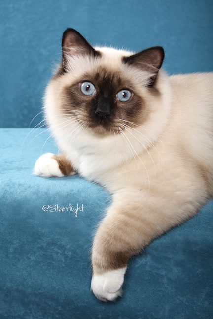 Forevermore I Dream of Partypaws (Birman)