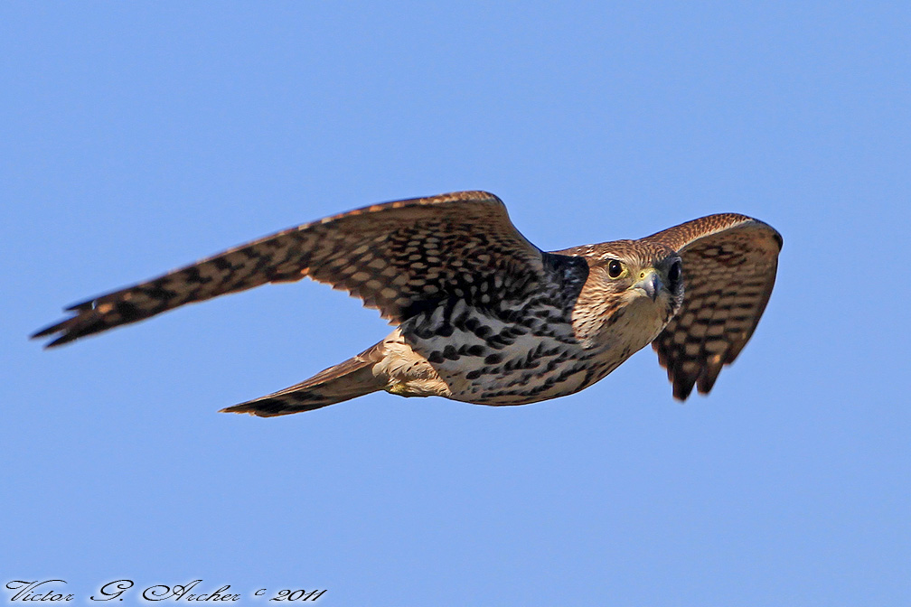 Merlin (Falco columbarius) (3607)