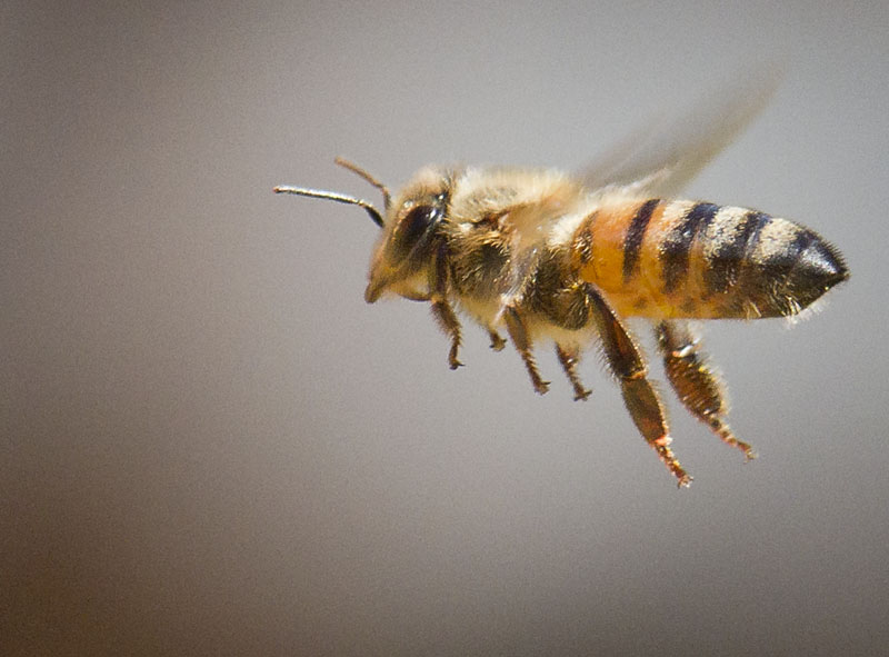 Bee in flight