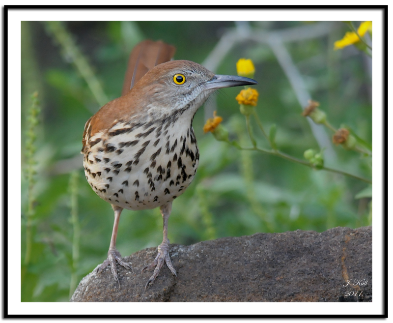 Brown Thrasher