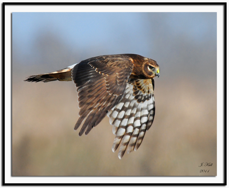 Northern Harrier