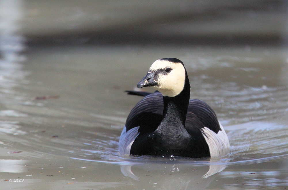 Barnacle Goose