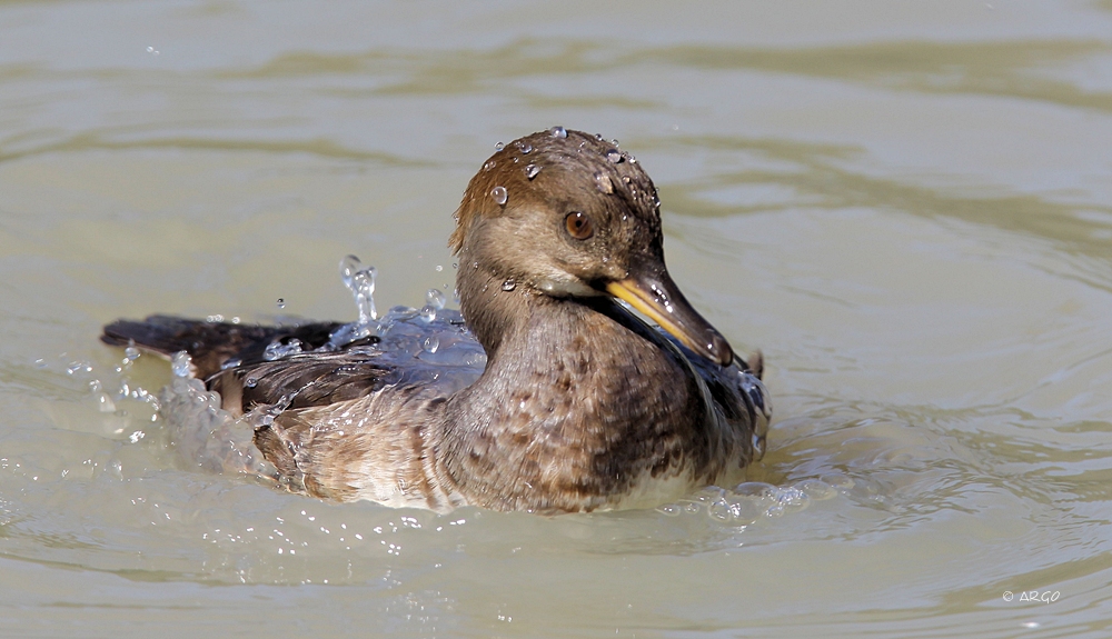 Hooded Merganser